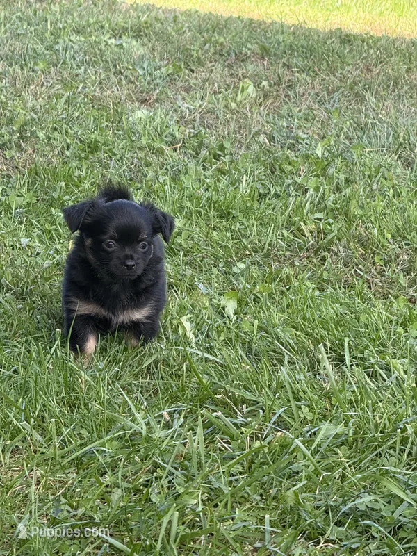 Puppy 2 – Chihuahua puppy for sale in Volga, WV