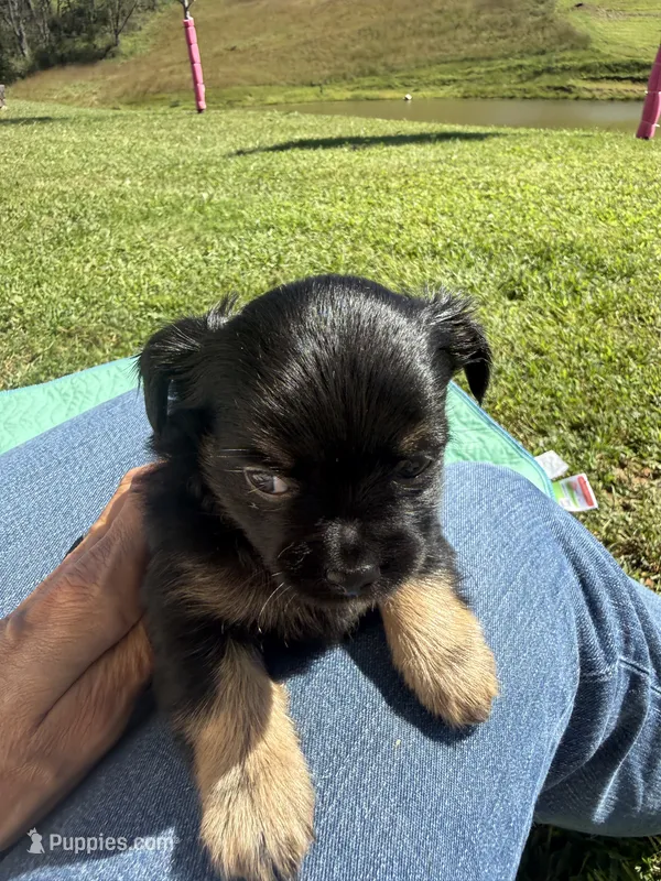 Bear – Chihuahua puppy for sale in Volga, WV