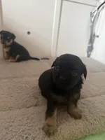 Puppy 1, a male Chihuahua for sale in Volga, WV – 3 of 7