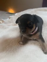 Puppy 4, a female Chihuahua for sale in Volga, WV – 3 of 9