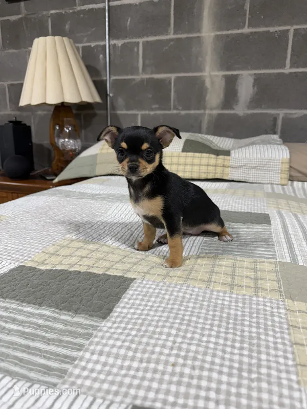 Penny – Chihuahua puppy for sale in Volga, WV