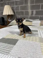 Penny, a female Chihuahua for sale in Volga, WV – 1 of 4