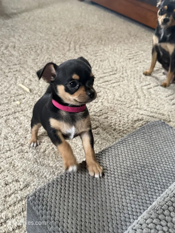 Puppy 1 – Chihuahua puppy for sale in Volga, WV