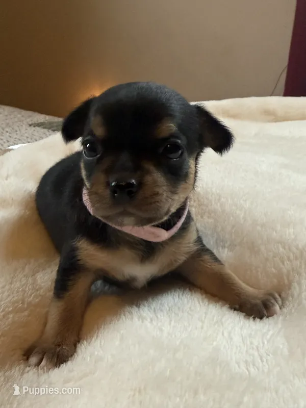 Puppy 4 – Chihuahua puppy for sale in Volga, WV