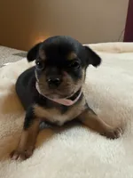 Puppy 4, a female Chihuahua for sale in Volga, WV – 1 of 9