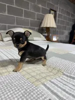 Peanut , a male Chihuahua for sale in Volga, WV – 2 of 4