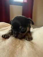 Puppy 2, a male Chihuahua for sale in Volga, WV – 7 of 9