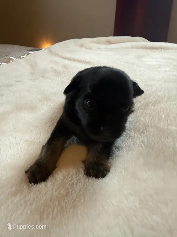 Puppy 1 – Chihuahua puppy for sale in Volga, WV