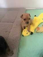 Number 3, a male Chihuahua for sale in Volga, WV – 5 of 10