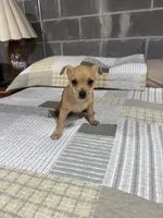 Benji, a male Chihuahua for sale in Volga, WV – 6 of 9