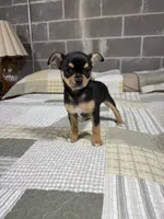 Penny, a female Chihuahua for sale in Volga, WV – 4 of 4