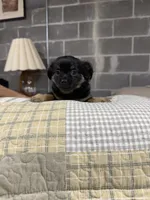 Bear, a female Chihuahua for sale in Volga, WV – 6 of 6