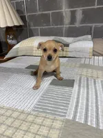 Benji, a male Chihuahua for sale in Volga, WV – 5 of 9