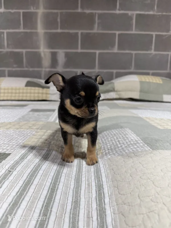 Peanut  – Chihuahua puppy for sale in Volga, WV