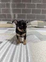 Peanut , a male Chihuahua for sale in Volga, WV – 1 of 4