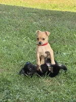 Benji, a male Chihuahua for sale in Volga, WV – 2 of 9