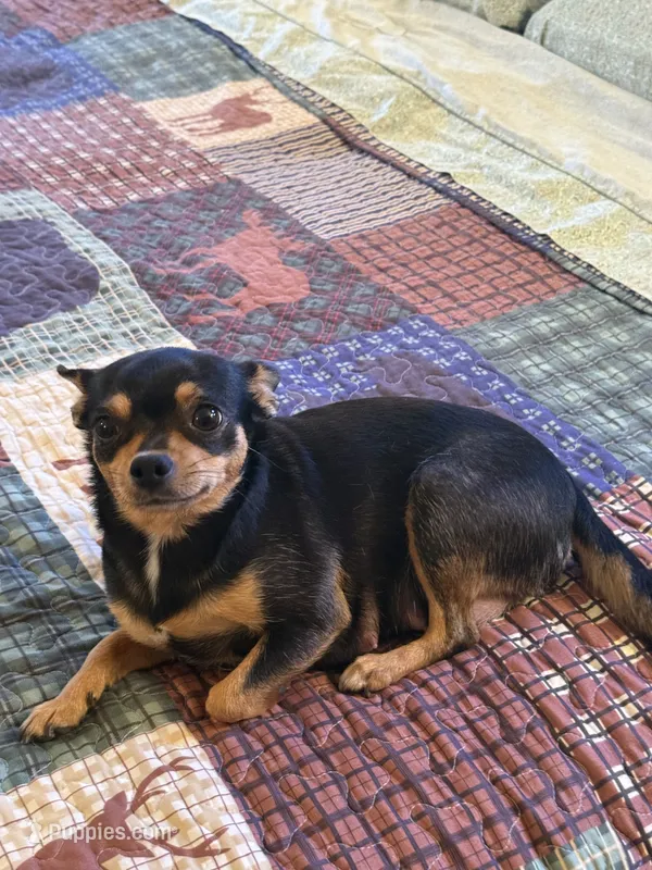Puppy 2 – Chihuahua puppy for sale in Volga, WV