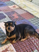 Puppy 2, a male Chihuahua for sale in Volga, WV – 8 of 9