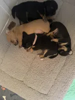 Puppy 4, a female Chihuahua for sale in Volga, WV – 5 of 9