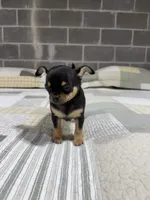 Peanut , a male Chihuahua for sale in Volga, WV – 4 of 4