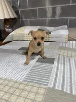 Benji, a male Chihuahua for sale in Volga, WV – 8 of 9