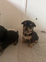 Puppy 4, a female Chihuahua for sale in Volga, WV – 6 of 9