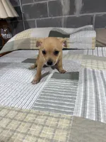 Benji, a male Chihuahua for sale in Volga, WV – 7 of 9
