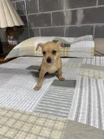 Benji, a male Chihuahua for sale in Volga, WV – 4 of 9