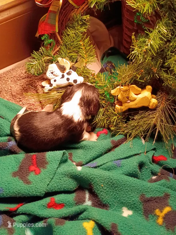 Bingo – Cavalier King Charles Spaniel puppy for sale in Afton, TN