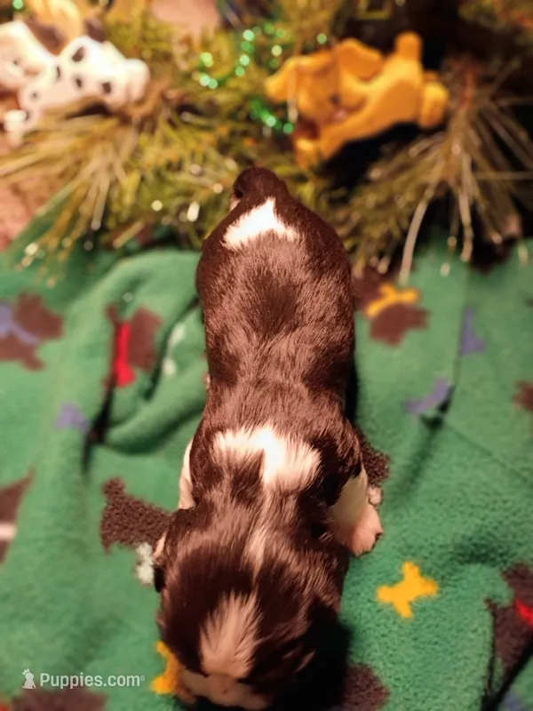 Donny – Cavalier King Charles Spaniel puppy for sale in Afton, TN