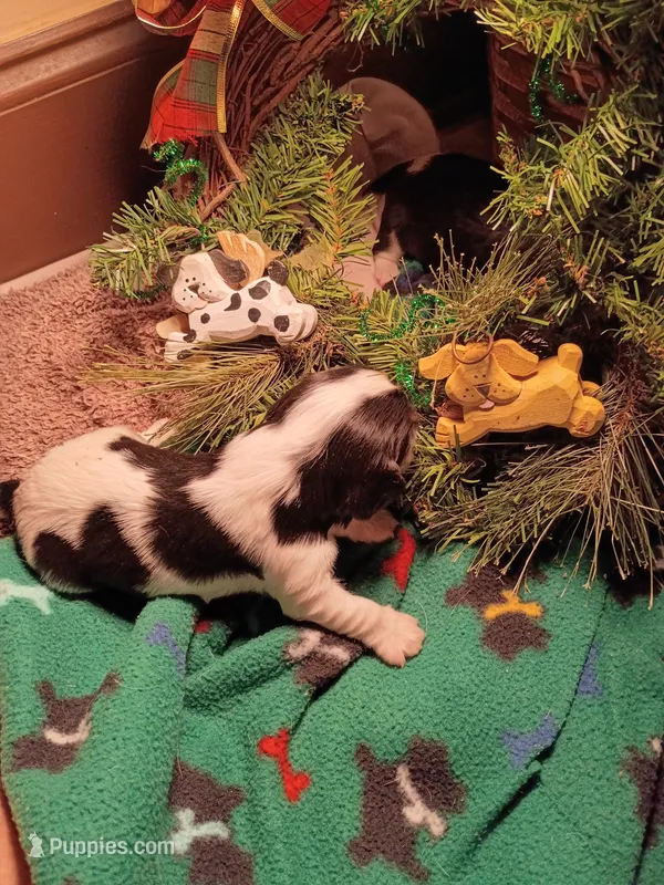 Clem – Cavalier King Charles Spaniel puppy for sale in Afton, TN
