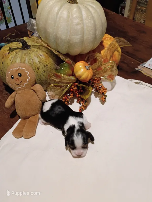 Bengi – Cavalier King Charles Spaniel puppy for sale in Afton, TN