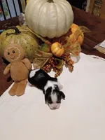Bengi, a male Cavalier King Charles Spaniel for sale in Afton, TN – 1 of 1