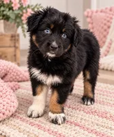 KG1 , a female Australian Shepherd for sale in Phelan, CA – 3 of 4