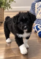 KB2, a male Australian Shepherd for sale in Phelan, CA – 1 of 5
