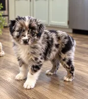 KG1 , a female Australian Shepherd for sale in Phelan, CA – 2 of 4