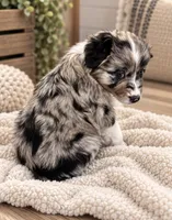 KG1 , a female Australian Shepherd for sale in Phelan, CA – 4 of 4