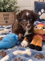 Red boy , a male Australian Shepherd for sale in Phelan, CA – 4 of 5