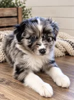 KG1 , a female Australian Shepherd for sale in Phelan, CA – 1 of 4