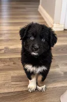 KG1 , a female Australian Shepherd for sale in Phelan, CA – 2 of 4
