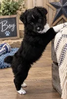 KB2, a male Australian Shepherd for sale in Phelan, CA – 4 of 5