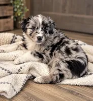 KG1 , a female Australian Shepherd for sale in Phelan, CA – 3 of 4
