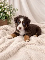 Q, a male Australian Shepherd for sale in Phelan, CA – 2 of 6