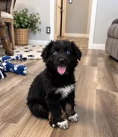 KB1, a male Australian Shepherd for sale in Phelan, CA – 1 of 3