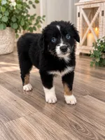 Minnie , a female Australian Shepherd for sale in Phelan, CA – 5 of 5