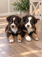 Q, a male Australian Shepherd for sale in Phelan, CA – 4 of 6