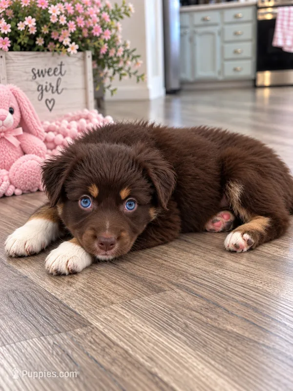 Red girl  – Australian Shepherd puppy for sale in Phelan, CA