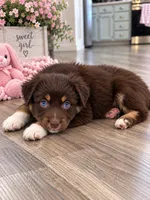 Red girl , a female Australian Shepherd for sale in Phelan, CA – 1 of 5