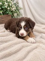 Q, a male Australian Shepherd for sale in Phelan, CA – 3 of 6