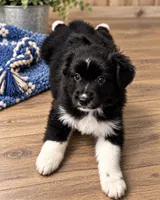 KB2, a male Australian Shepherd for sale in Phelan, CA – 3 of 5